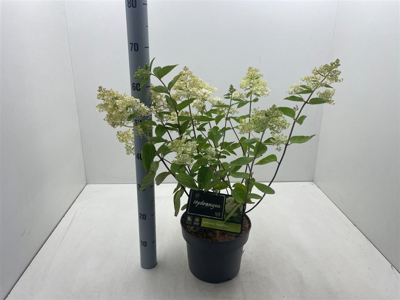 Hydrangea pan. 'Grandiflora' - C5